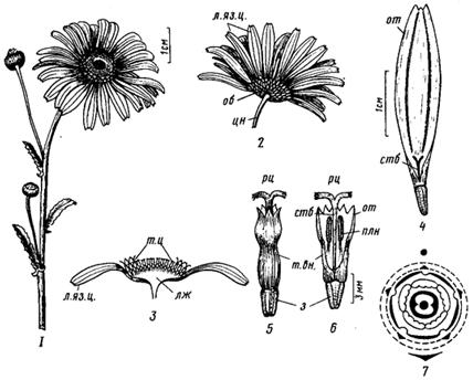 Семейство Норичниковые – Scrophulariaceae - student2.ru