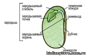 Семя – орган полового размножения и расселения растений. - student2.ru