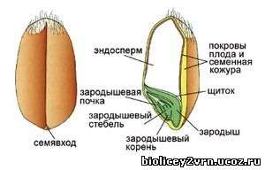 Семя – орган полового размножения и расселения растений. - student2.ru