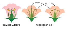 Семя – орган полового размножения и расселения растений. - student2.ru