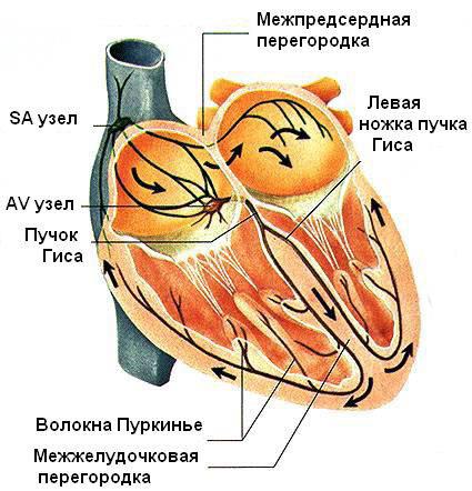 Система кровообращения - student2.ru