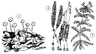 Систематика растений. Низшие растения - student2.ru