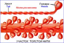 Скелетная мышца: иерархия структурных сократительных компонентов - student2.ru