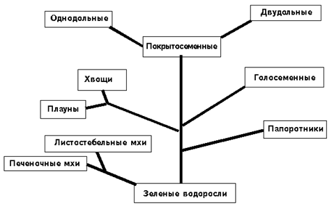 Схема 7. Родственные связи основных групп высших растений - student2.ru