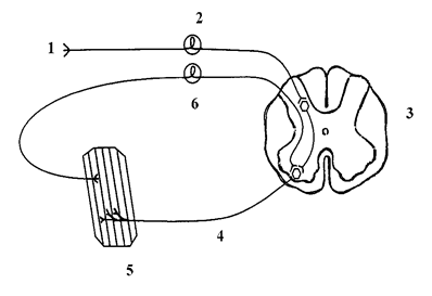 Схема рефлекторного кольца - student2.ru