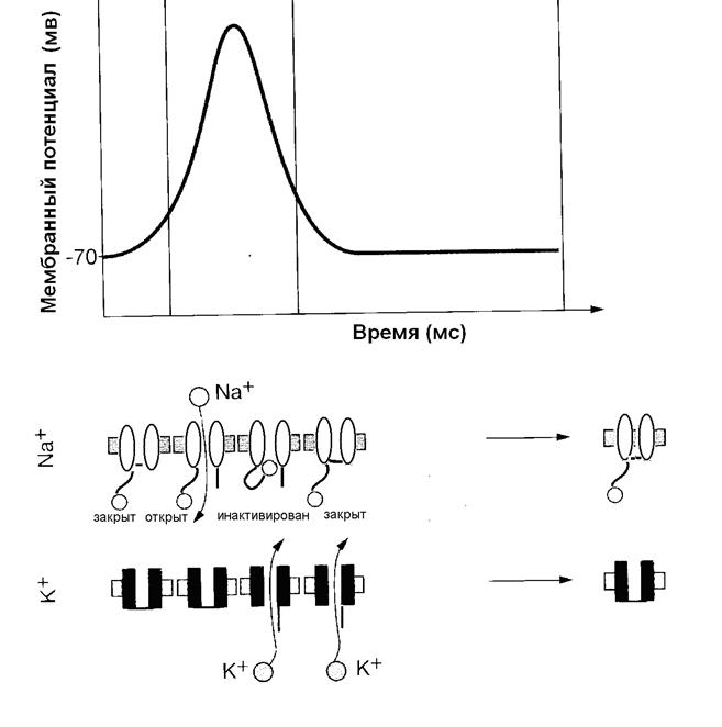 Сравнительная характеристика потенциала действия и локального ответа - student2.ru