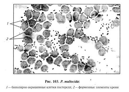 средства специфической профилактики, терапии и диагностики инфекционных болезней 7 страница - student2.ru