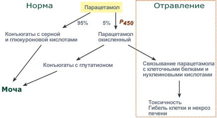 Строение основных кислот реакций конъюгации - student2.ru