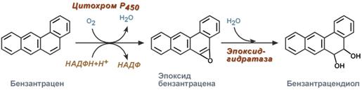 Строение основных кислот реакций конъюгации - student2.ru