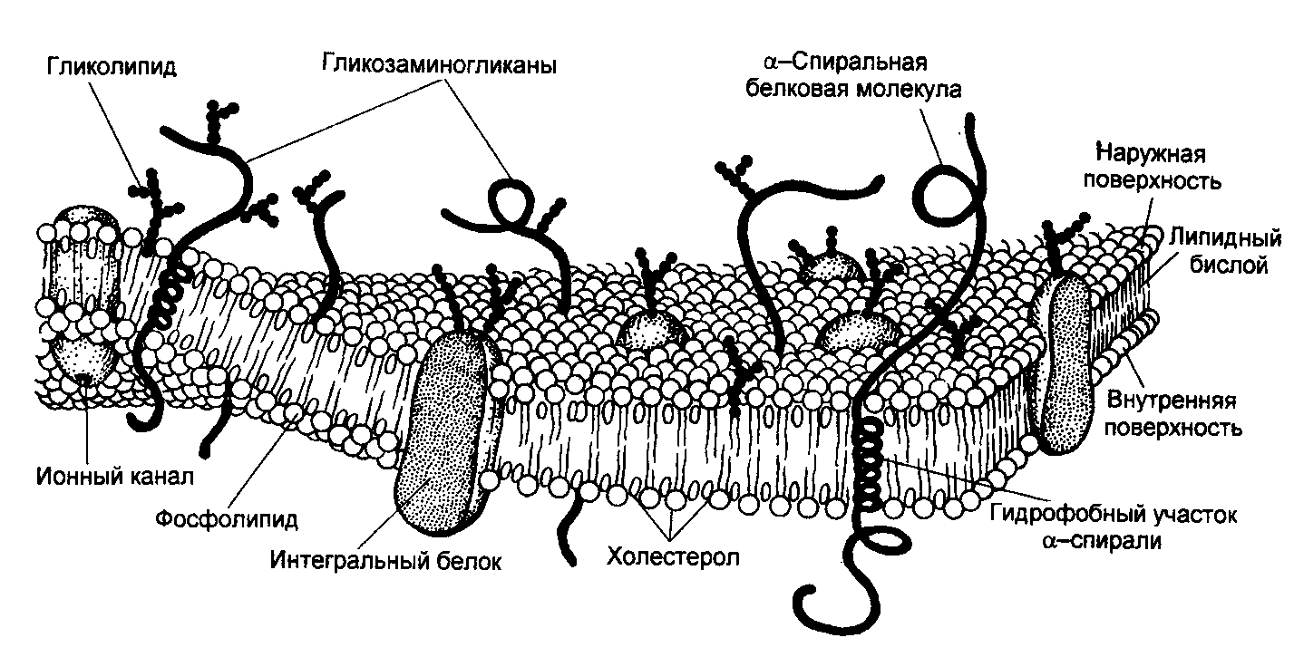 Структура и функции биологических мембран - student2.ru