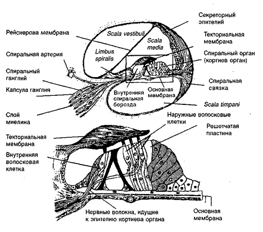 Структура и функции внутреннего уха - student2.ru