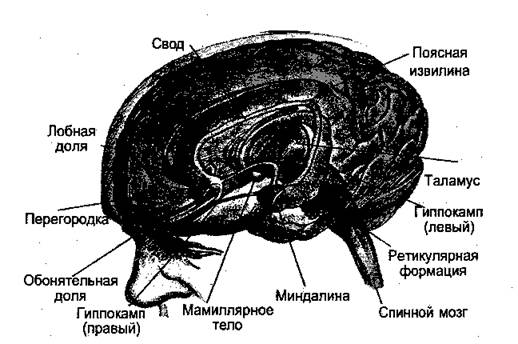 Структуры головного мозга, связанные с эмоциями - student2.ru