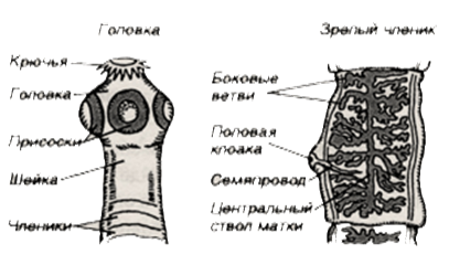 Свиной цепень (Taenia solium) - student2.ru