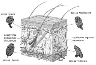 Тактильные и температурные рецепторы кожи человека - student2.ru