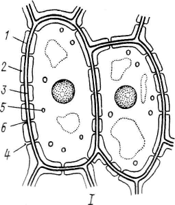 тема 1.строение растительной клетки - student2.ru