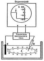 Тема 3. Физиология нервной клетки - student2.ru