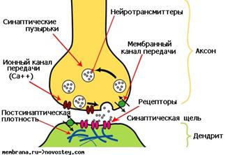 Тема 4. Физиология межклеточной передачи. - student2.ru