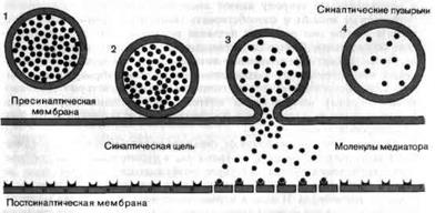 Тема 4. Физиология межклеточной передачи. - student2.ru