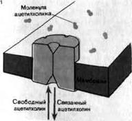 Тема 4. Физиология межклеточной передачи. - student2.ru