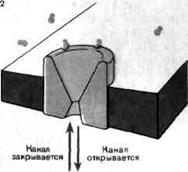 Тема 4. Физиология межклеточной передачи. - student2.ru