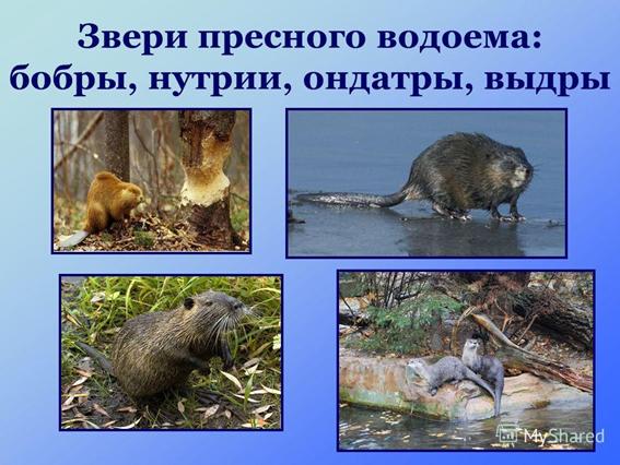 Тема: «Ознакомление с водоемами своей местности». - student2.ru