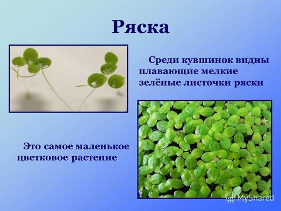 Тема: «Ознакомление с водоемами своей местности». - student2.ru