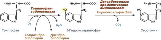 транспорт аминокислот при участии глутатиона - student2.ru