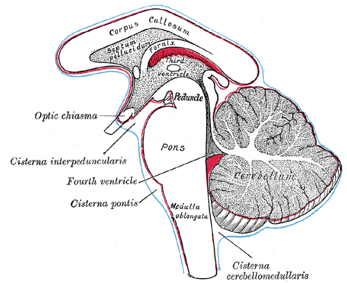 Твердая оболочка головного мозга, dura mater encephali; вид справа и сверху. (Правая часть свода черепа удалена горизонтальным и сагиттальным распилами) - student2.ru