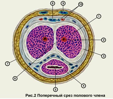 V2: Тема 4.7 Мужская половая система - student2.ru