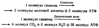 вагусная фаза (холодная кожа, гипотония, брадикардия) - student2.ru