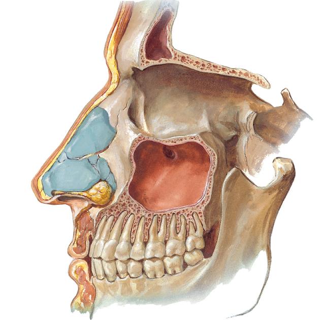 Верхнечелюстная пазуха картинка