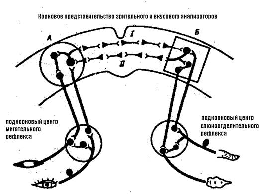 Виды торможения по И.П. Павлову - student2.ru