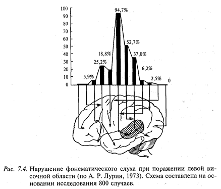 височные отделы мозга и организация слухового восприятия - student2.ru