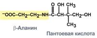 Витамин В5 (пантотеновая кислота) - student2.ru