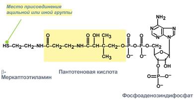 Витамин В5 (пантотеновая кислота) - student2.ru