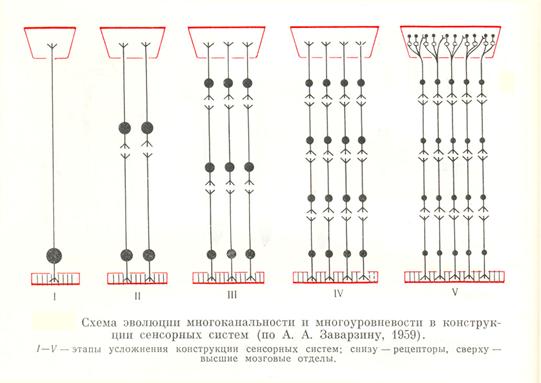 общие принципы морфофункциональной организации анализаторов - student2.ru