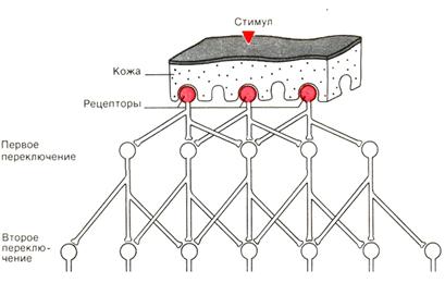 общие принципы морфофункциональной организации анализаторов - student2.ru