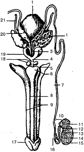 Внутренние мужские половые органы - student2.ru