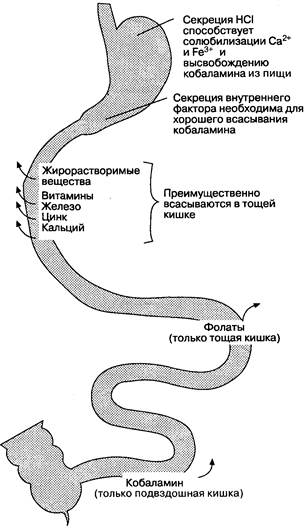 Всасывание витаминов и минеральных веществ - student2.ru