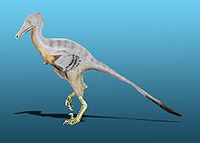 Второе семейство меловых карнозавров – неовенаториды. Сюда входят не столь огромные животные, от 4.2 до 9 м в длину и до 4 т весом. Это были не увеличенные, а уменьшенные версии аллозавров. - student2.ru