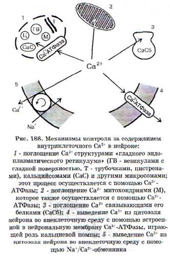 Экспериментальные и клинические проявления растормаживания - student2.ru