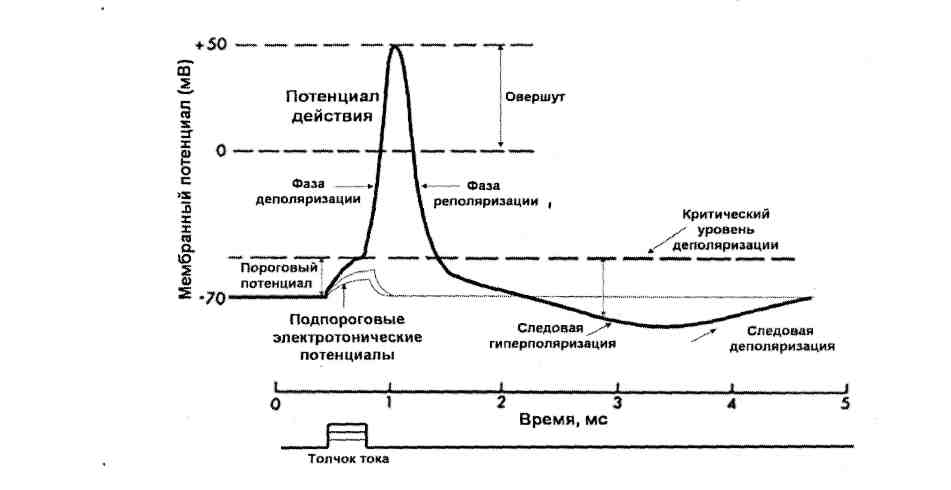 Электрические явления в возбудимых тканях - student2.ru