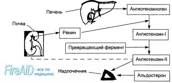 Электролитный состав человеческого организма - student2.ru