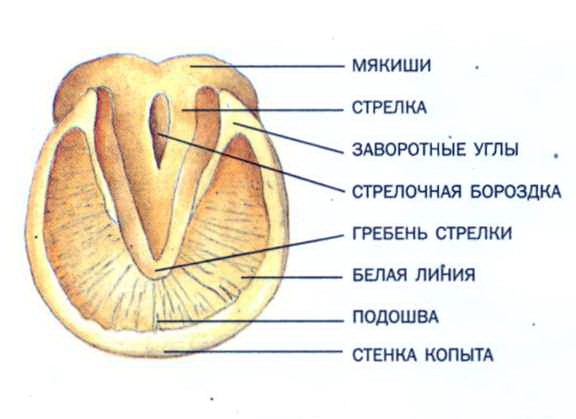 Элементы манежной езды - student2.ru