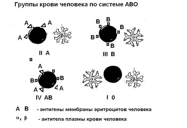 Эритроцитарная антигенная система АВО - student2.ru