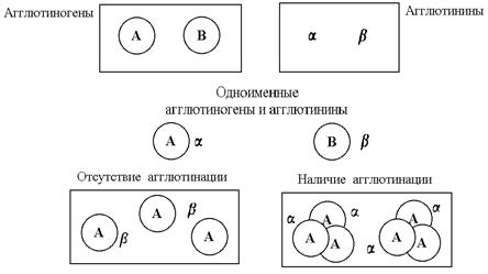 Эритроцитарная антигенная система АВО - student2.ru