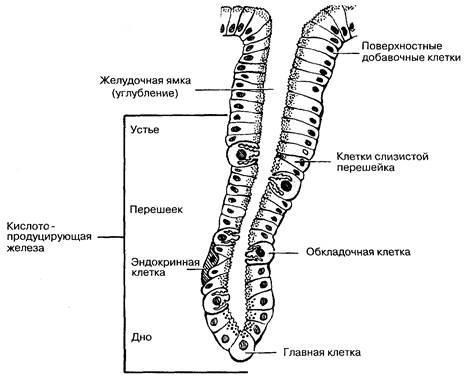 Защита слизистой оболочки желудка - student2.ru