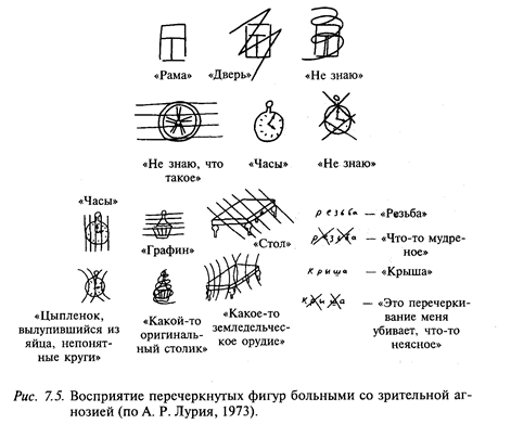 затылочные отделы мозга и зрительное восприятие - student2.ru
