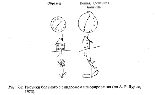 затылочные отделы мозга и зрительное восприятие - student2.ru