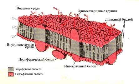 Жидкостно-мозаичная модель биологических мембран - student2.ru